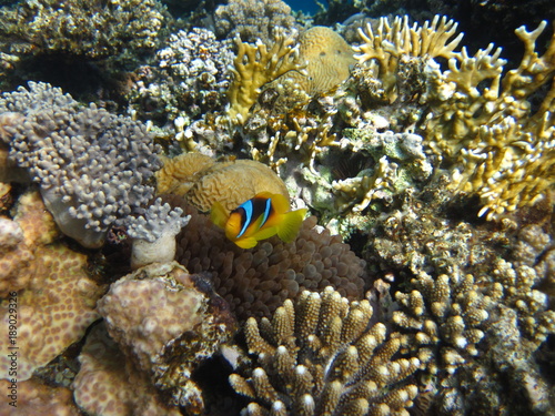 Anemonenfisch im Roten Meer   gypten