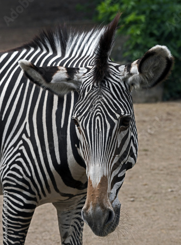 Grevy s zebra. Latin name - Equus grevyi