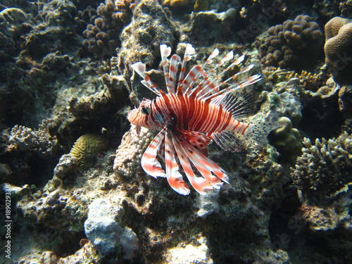 Rotfeuerfisch im Roten Meer   gypten