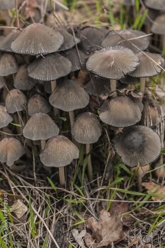 Coprinus micaceus. A large family of wild mushrooms.