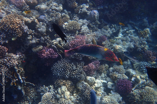 Klunzingers Lippfisch im Roten Meer Ägypten photo