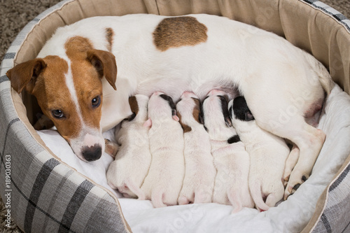 Fototapeta Naklejka Na Ścianę i Meble -  dog feeds the puppies,  Jack Russell Terrier