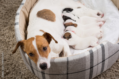 dog feeds the puppies,  Jack Russell Terrier © Evgenia Tiplyashina