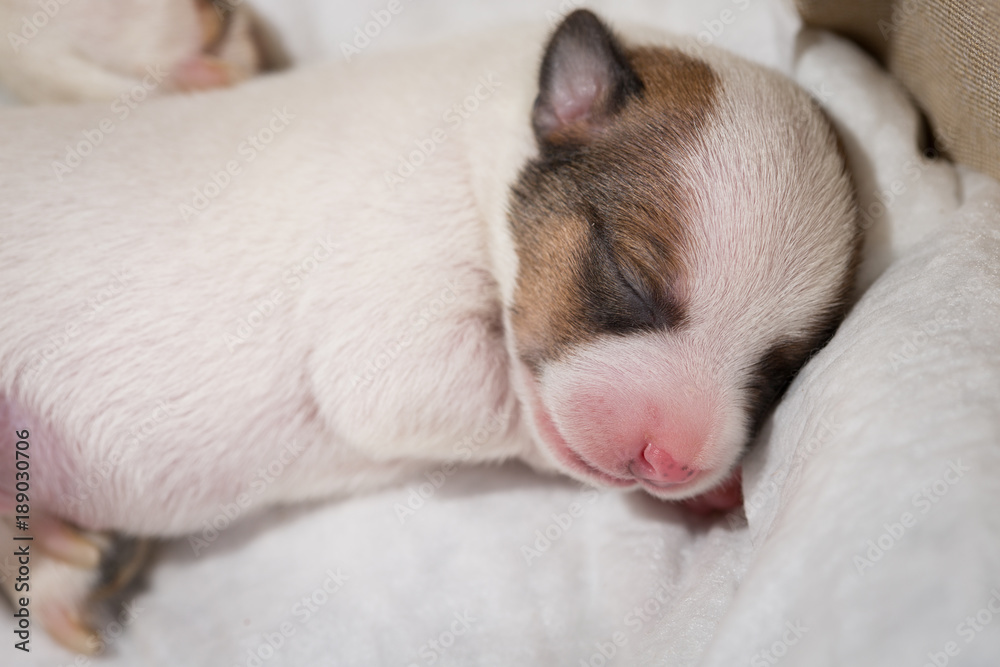 New-born puppy Jack Russell Terrier sleeping New-born puppy Jack Russell Terrier sleeping