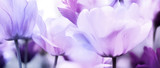 tulips pink violet ultra light
