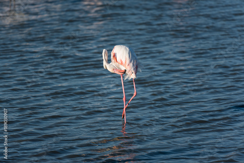 Pink flamingo in the wild. Camargue  France