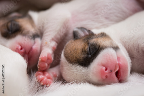 Fototapeta Naklejka Na Ścianę i Meble -  newborn puppies breed jack russel terrier sleeping