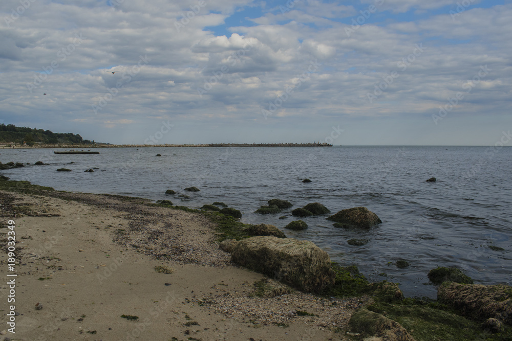 Seagulls and herring-gulls at Varna coastline