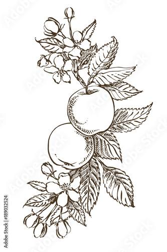 Hand drawn patterns with textured apple illustration. Vintage botanical hand drawn illustration. Spring flowers of apple tree.