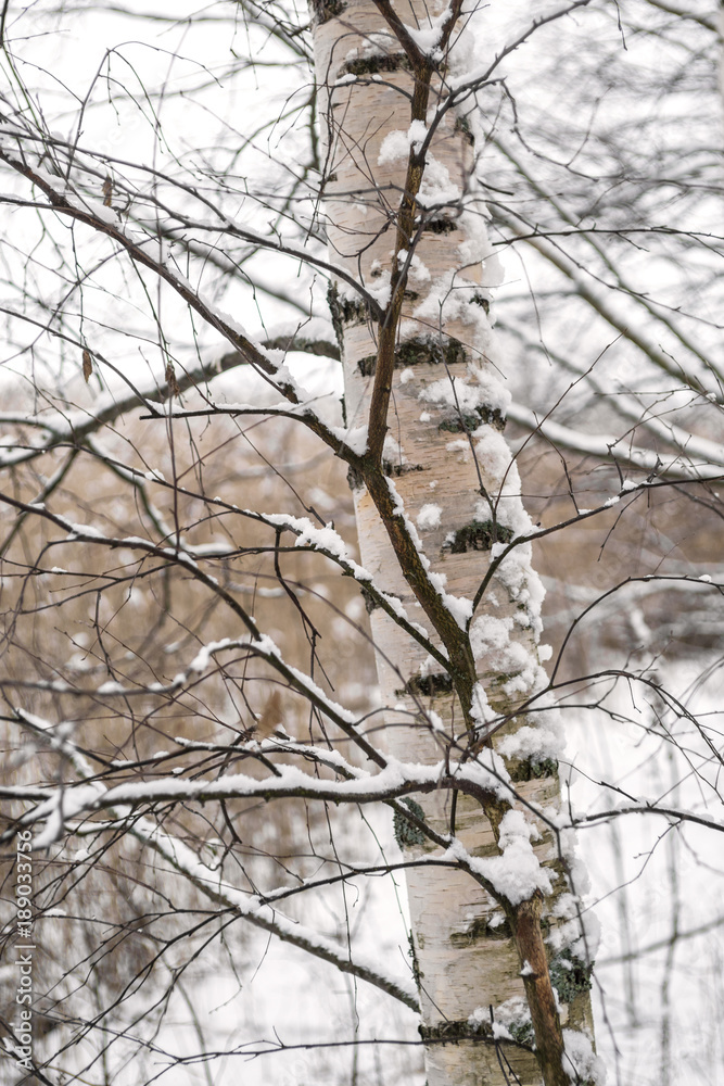 Birch tree trunk in winter Birch tree trunk in winter