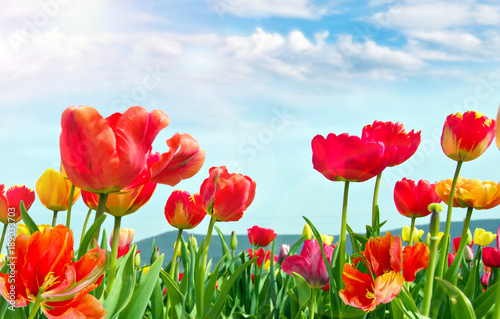 Glück, Lebensfreude, Frühlingserwachen, Auszeit, Leben: Buntes, duftendes Blumenfeld mit Tulpen m Frühling :) © doris oberfrank-list