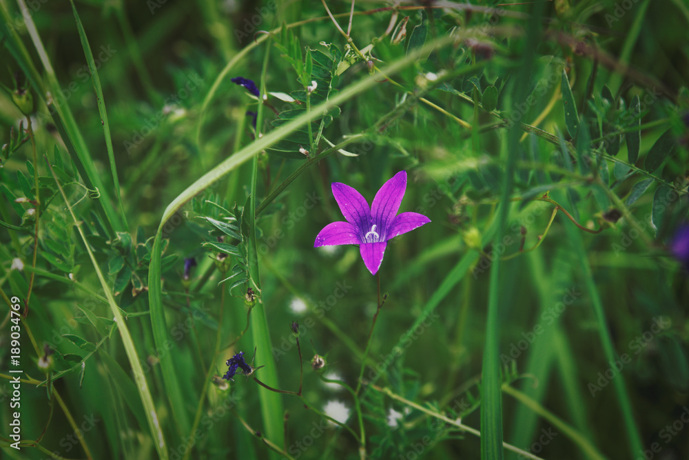 Purple bluebell flower in the forest on smooth green background Purple bluebell flower in the forest on smooth green background