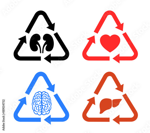 Transplantation of human organs - kidneys heart, brain, liver. Donation of donated part of body from donator into patient. Vector illustration
