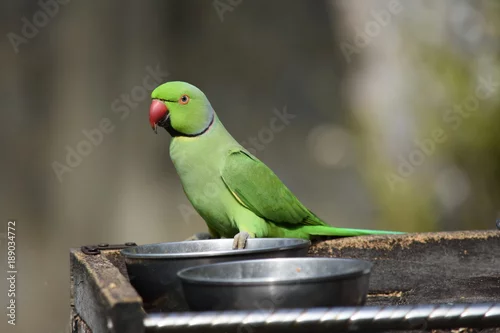 Fototapeta samoprzylepna PERRUCHE A COLLIER AU SRI LANKA