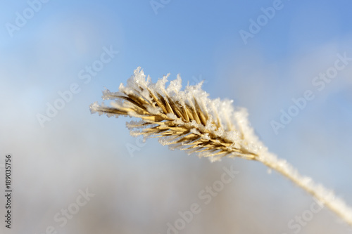 grass covered with frost.