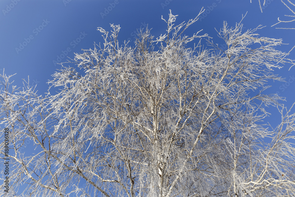 tree in frost on the background of the sky.