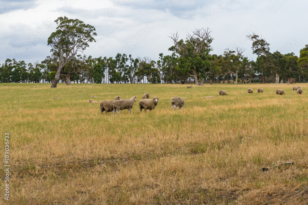 Sheep grazing on paddock