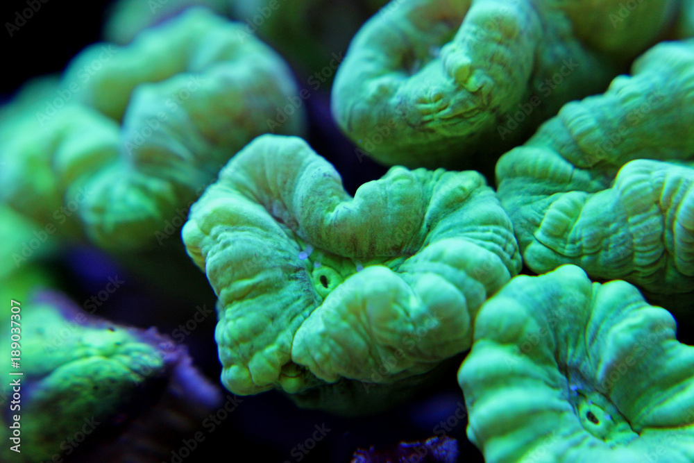 Naklejka premium Caulastrea curvata LPS coral 