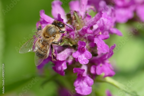 Biene auf einer Lila Blüte
