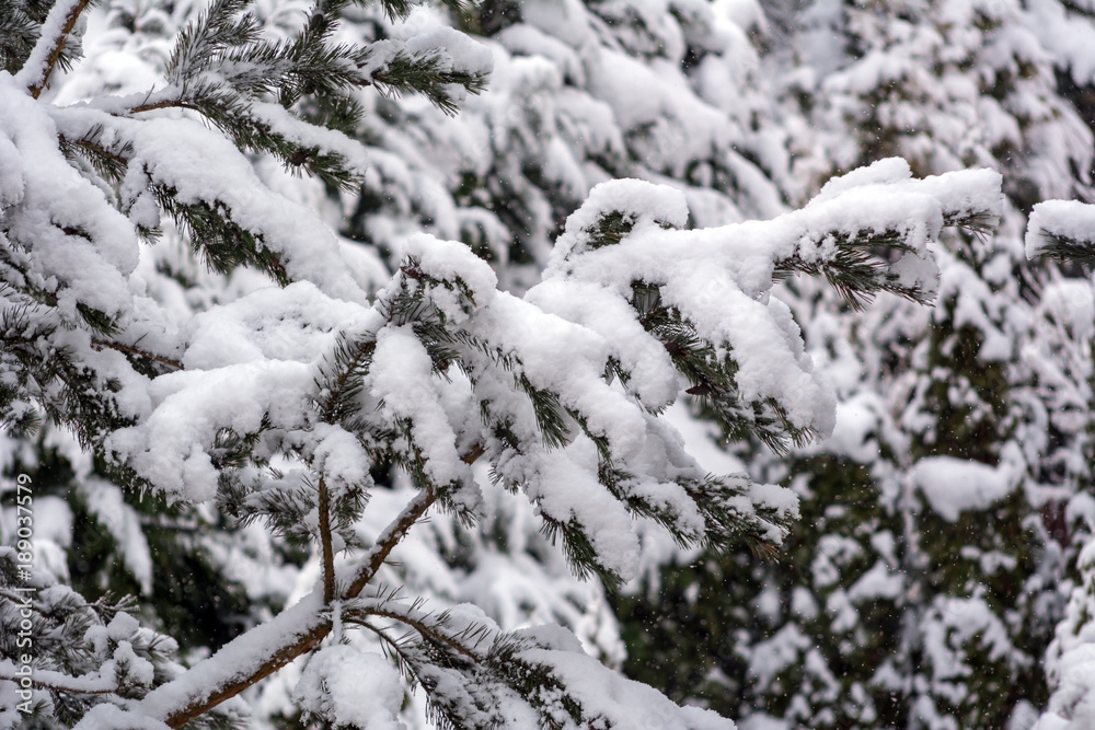 Fir branch heavily covered with fresh snow. Fir branch heavily covered with fresh snow.