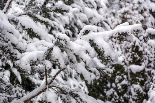 Fir branch heavily covered with fresh snow.