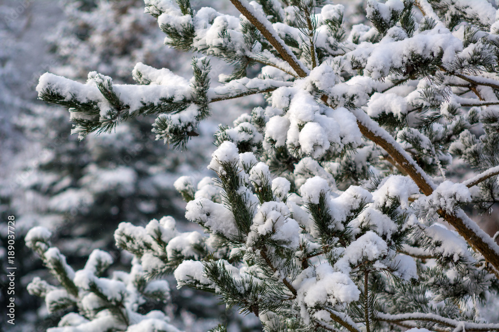Fir branches heavily covered with fresh snow. Fir branches heavily covered with fresh snow.