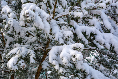 Fir branch heavily covered with fresh snow.