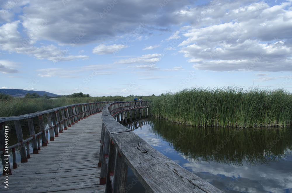 Naklejka premium Wooden bridge over mangroves without people