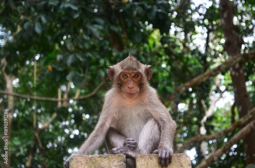 Macaque monkey in Cambodia. © Etienne