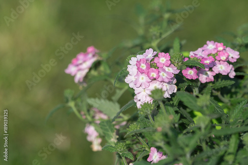 Pink Rose Flower with Green Leaves in the Garden