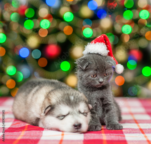 Sleeping puppy  and kitten in red christmas hat on a background of the Christmas tree © Ermolaev Alexandr