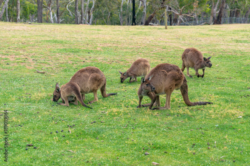 Mob of kangaroos, wallaby grazing on the green grass