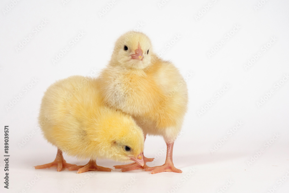 Fototapeta premium Two little chicken broiler isolated on white.