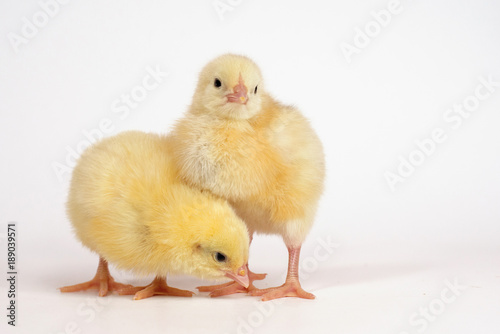 Two little chicken broiler isolated on white.