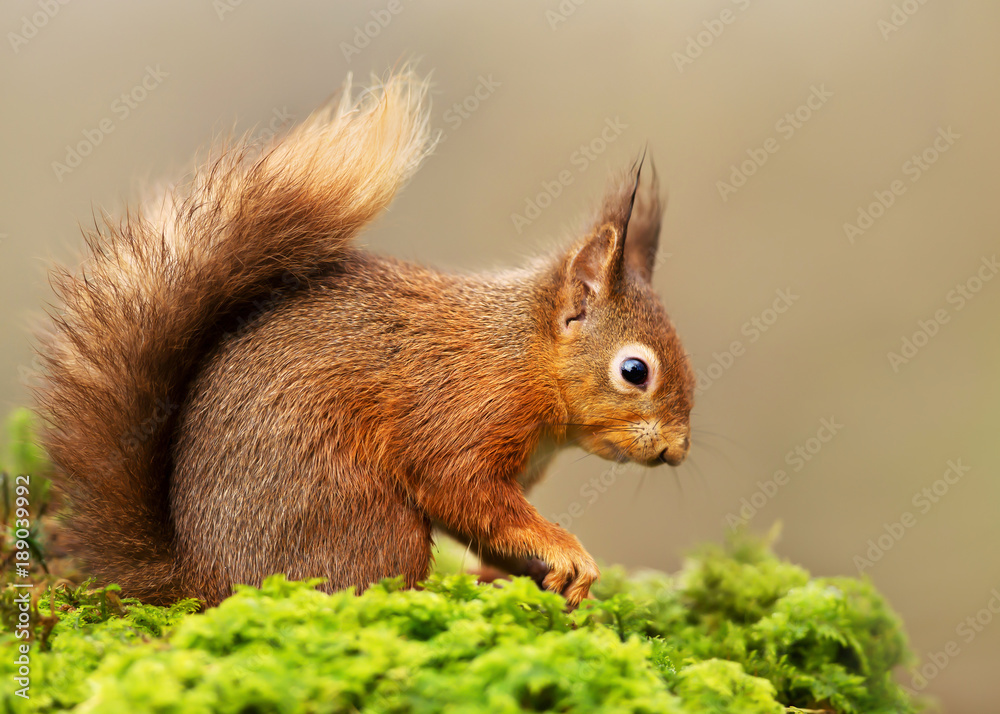 Obraz premium Red Squirrel sitting on a mossy log