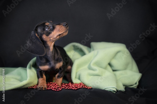 puppy Dachshund on a black background wrapped in green blanket photo