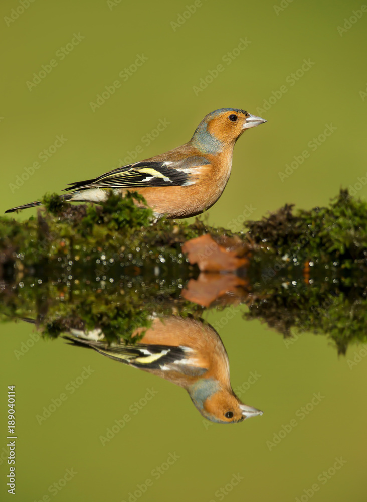 Reflection of a male Common Chaffinch Reflection of a male Common Chaffinch