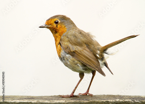Close-up of European Robin against white background