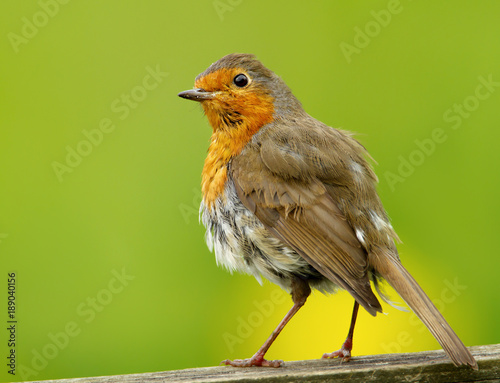 Close-up of European Robin