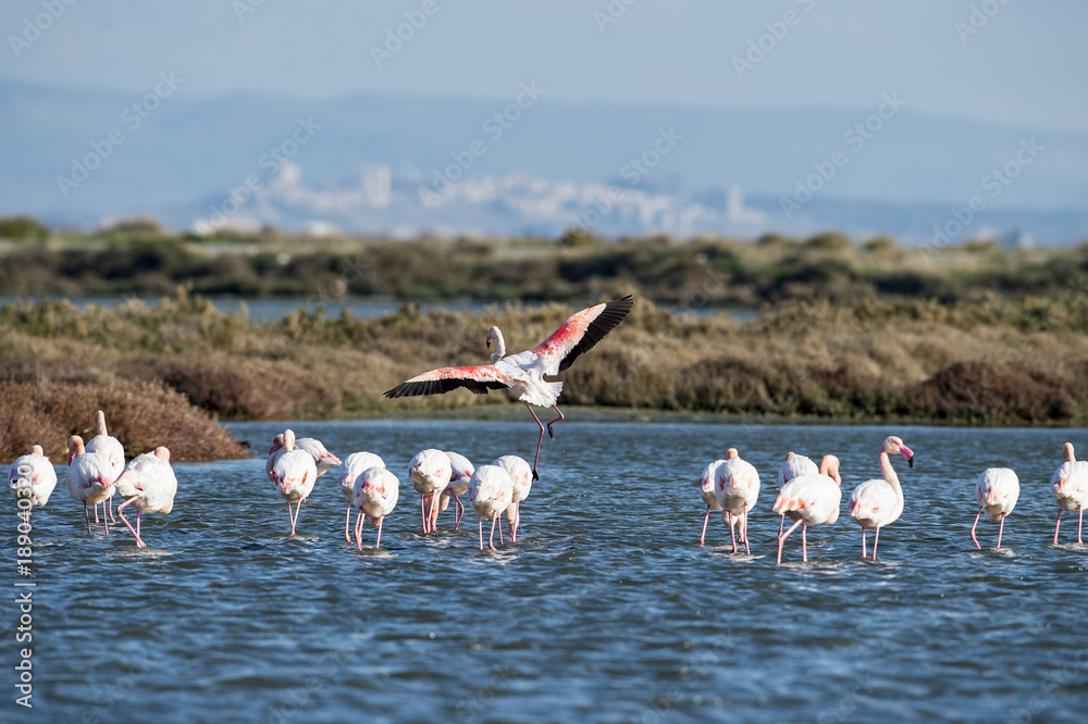 Naklejka premium Flamingo