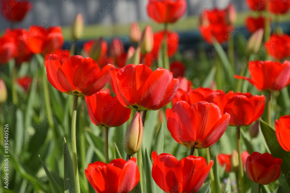 Red tulips bloom in the flowerbed. Flowering of tulips Red tulips bloom in the flowerbed. Flowering of tulips