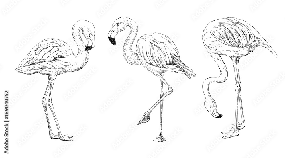 Fototapeta premium 3 flamingos drawing