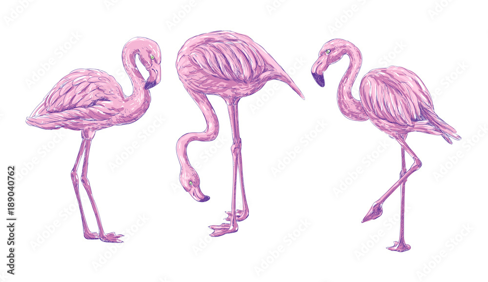 Fototapeta premium 3 flamingos drawing