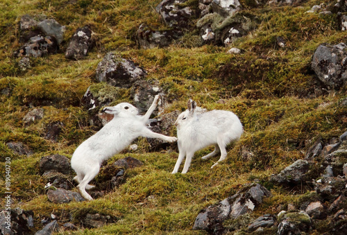Mountain hares fighting