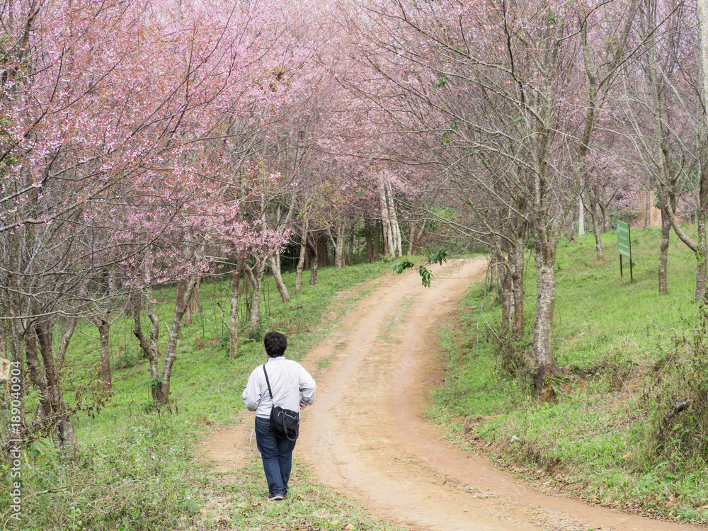 Tourists walking under the forest of pink king tiger tree or Thai cherry blossom ,Thailand Attractions Tourists walking under the forest of pink king tiger tree or Thai cherry blossom ,Thailand Attractions