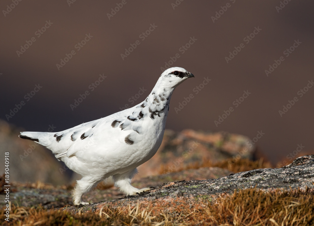 Rock Ptarmigan in the hills of Scotland Rock Ptarmigan in the hills of Scotland