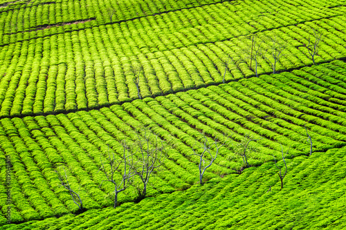 Amazing bright green rows of tea bushes at tea plantation