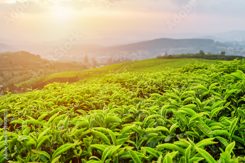 Scenic tea leaves at tea plantation in rays of sunset