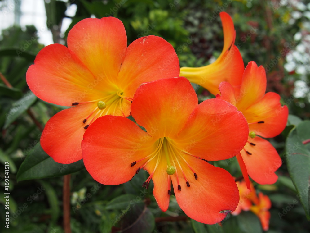 Orange beautiful flowers Orange beautiful flowers