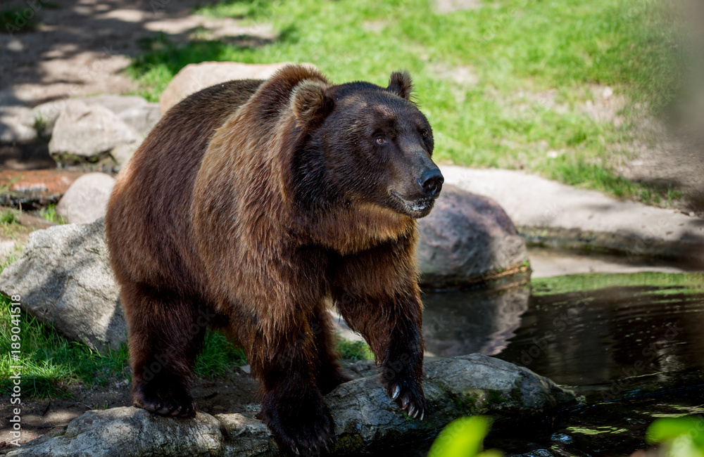 Brown bear (Ursus arctos)